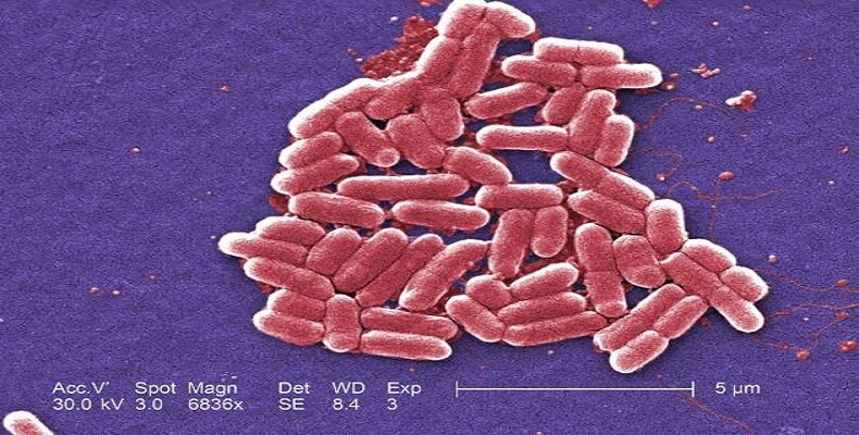 First Case of Bacteria Resistant