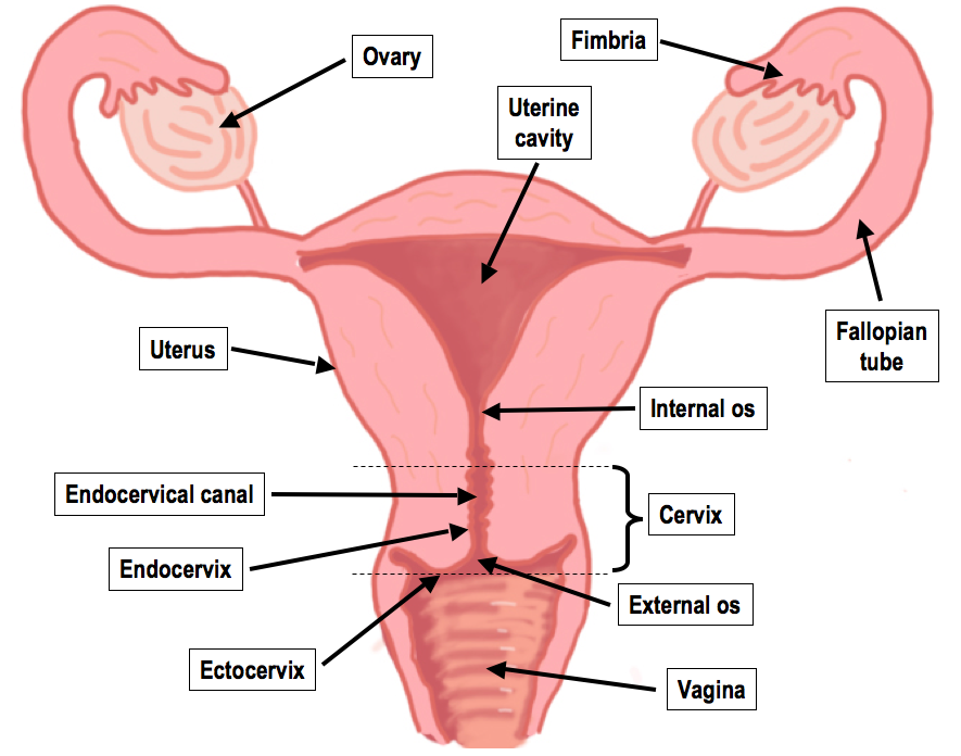 Cervical Cancer Screenings: When You Should Get Them