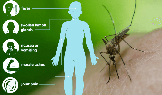 Vibrant West Nile Virus Symptoms Guide Wallpaper Art Vibrant West Nile Virus Symptoms Guide Wallpaper Art