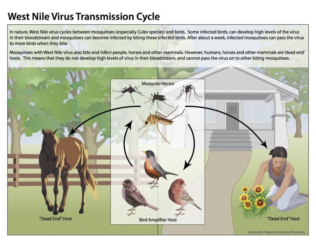 Image of West Nile Virus Transmission Cycle by CDC