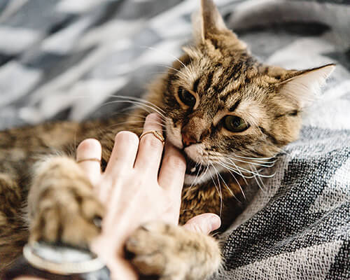 Animal Bites and Scratches
